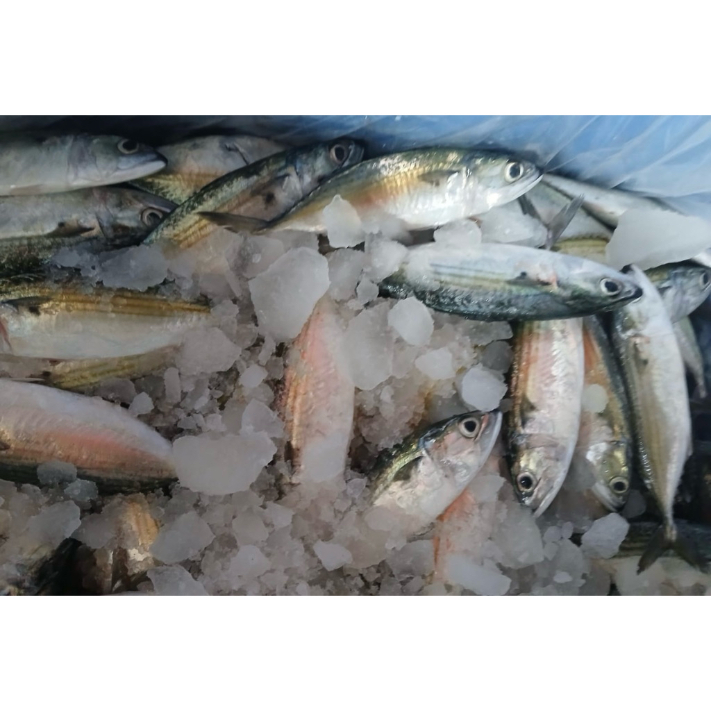 

[frozen food] Gembung Kuring perairan Belawan 1kg