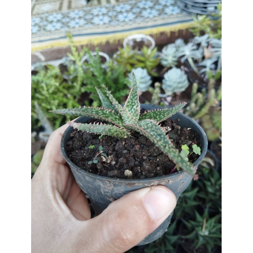 Sukulen Kaktus Aloe Christmas Merah