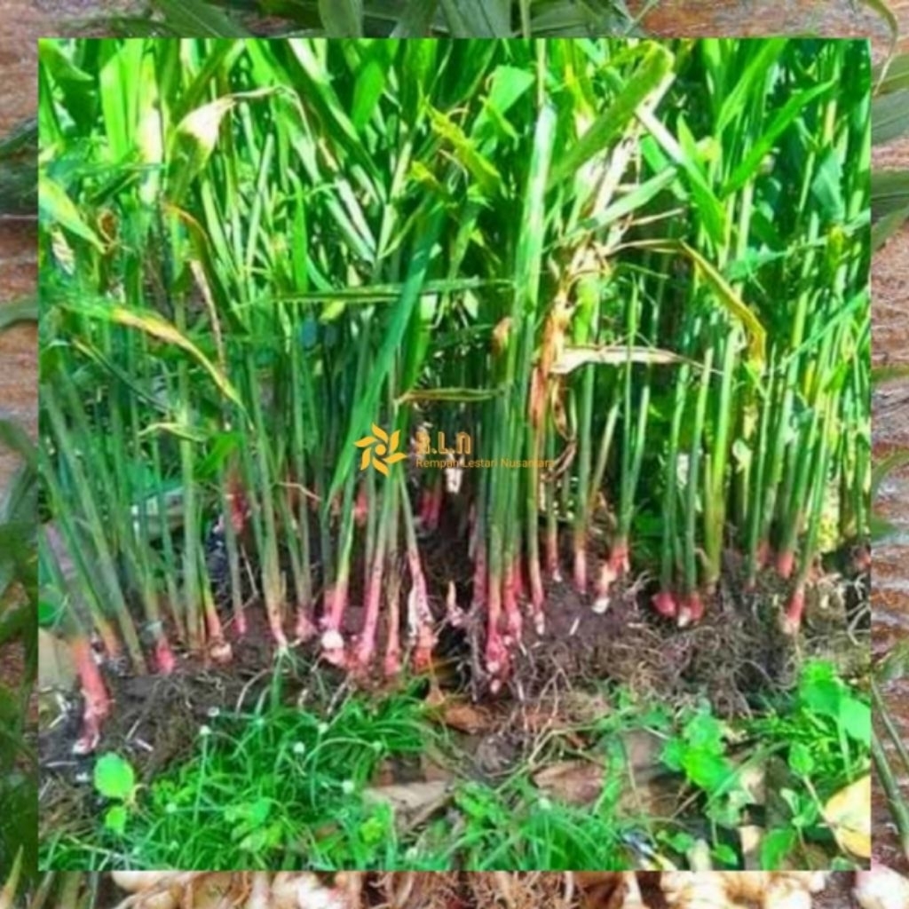 bibit jahe merah cabutan | bibit pohon jahe merah