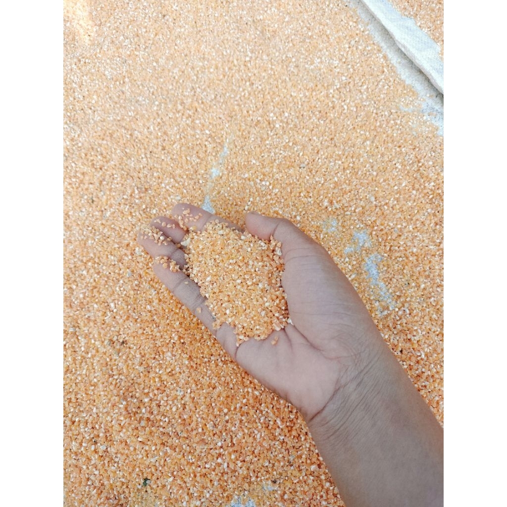 

Beras jagung Baru selip tanpa kutu 1kg