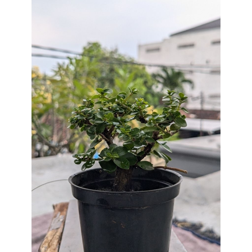 Bonsai sito mini | bonsai sancang mini
