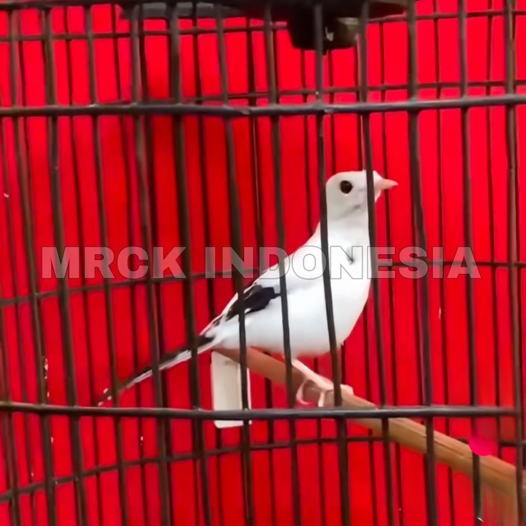 

telur murai panda induk mewah siap tetas