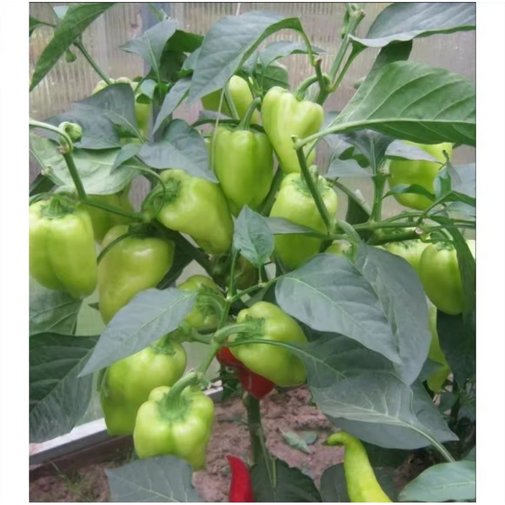 

cabe gendot asli pangalengan 500 gram & 1000 gram