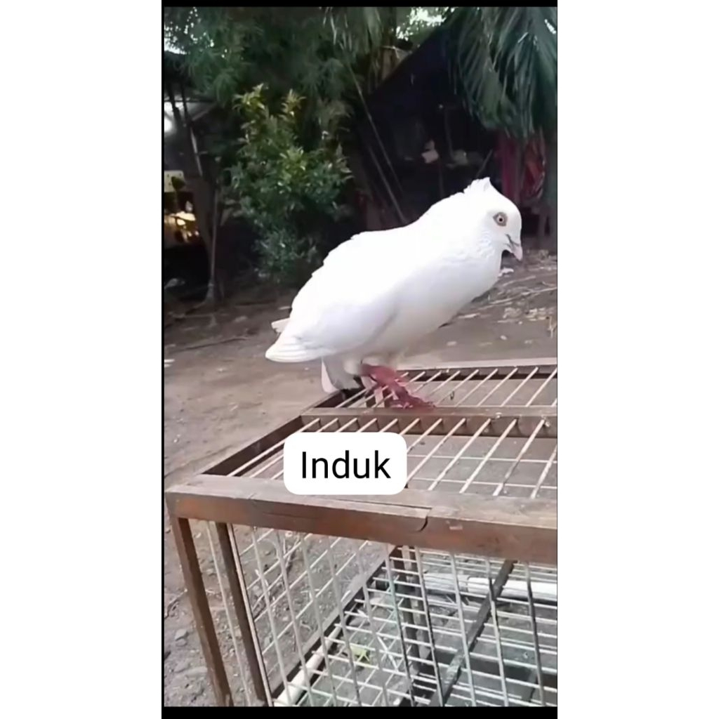 merpati tinggian
