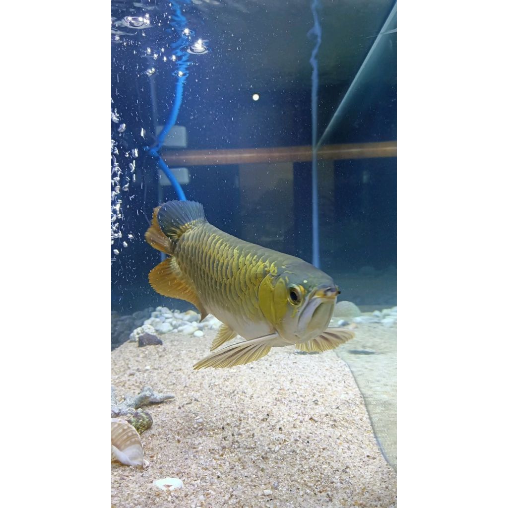 Arwana Green Vino +15cm – Ikan Arwana Hijau Mewah | Packing Aman, Garansi Hidup