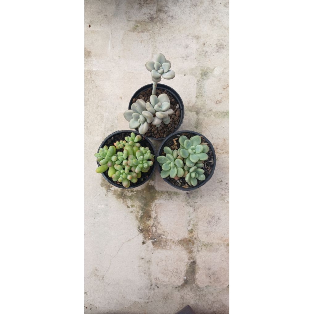 paket sukulen premium 3pot/p.rococo/g.mirinae/s.pachyphylum