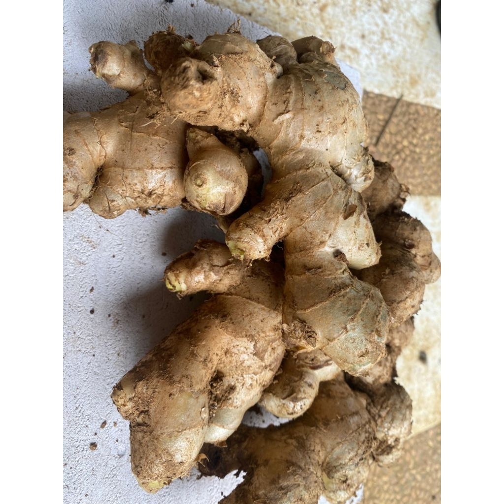 

Jahe gajah / jahe besar / jahe fresh / 500gram