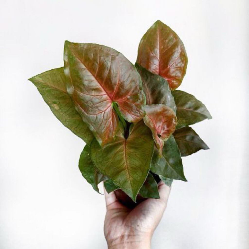 tanaman hias syngonium maria arrowhead - syngonium podophyllum - syngonium maria pink