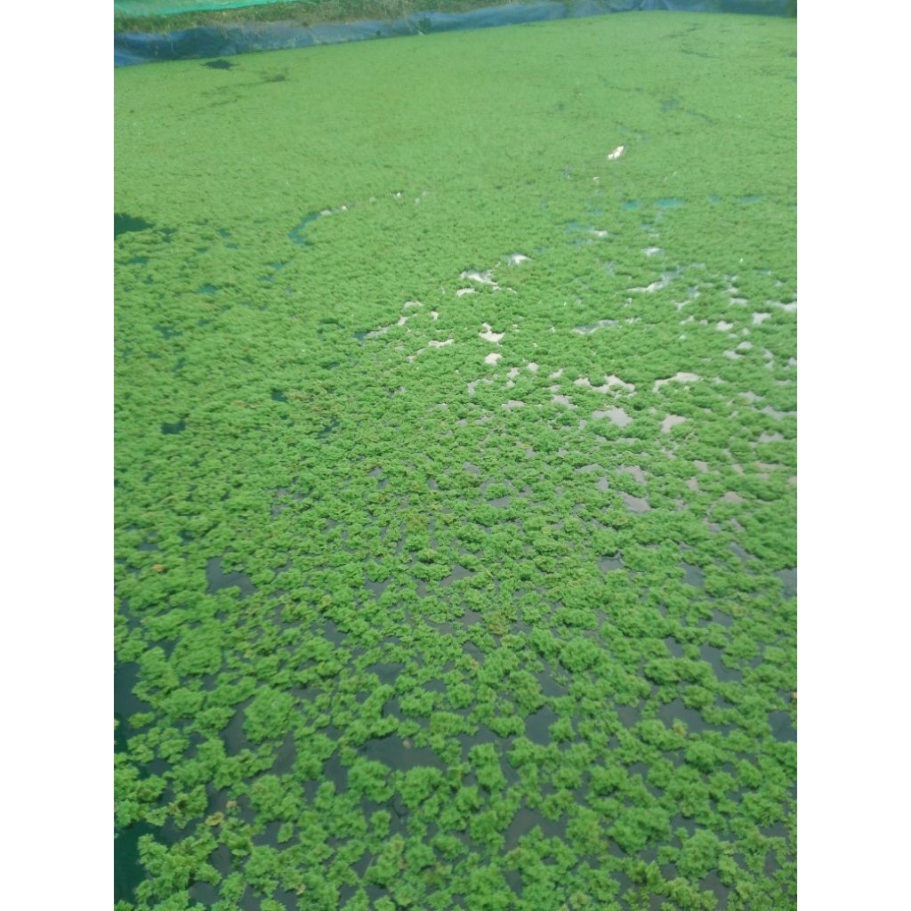 

AZOLLA 500 Gr