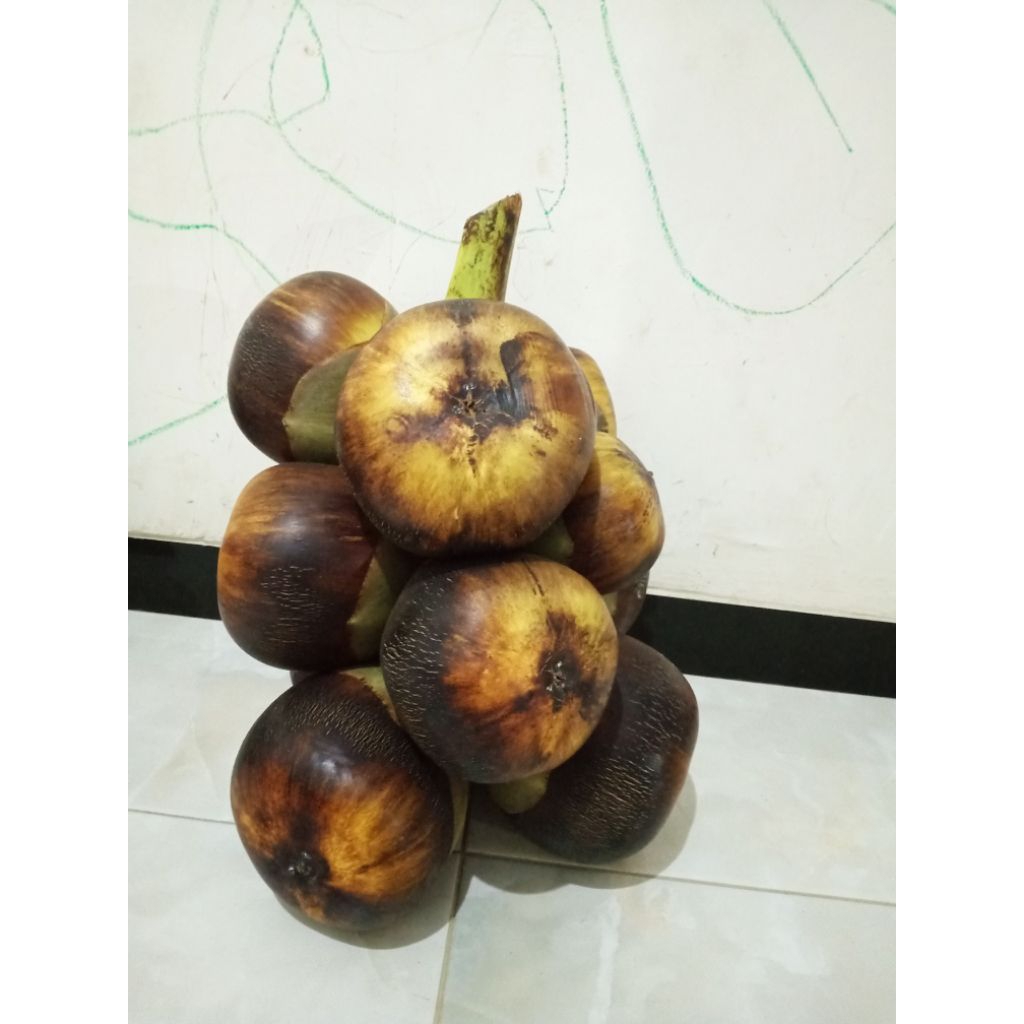 

Paket 5 Buah Lontar Utuh Dikirim Plus Tangkainya (Buah Lebih Segar Dan Bisa Dimakan Rame Rame, Sortirkan Yg Mudah Dibelah)