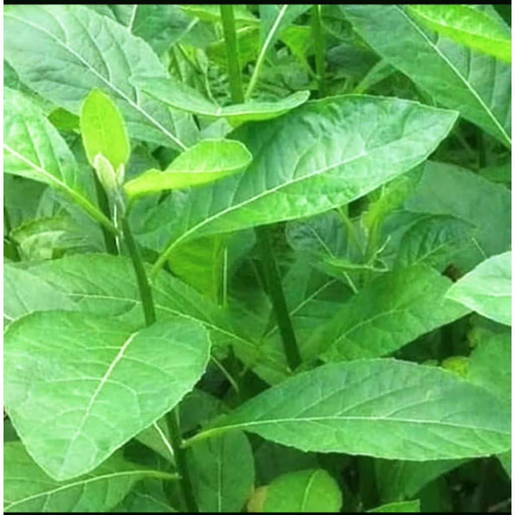 

daun afrika segar