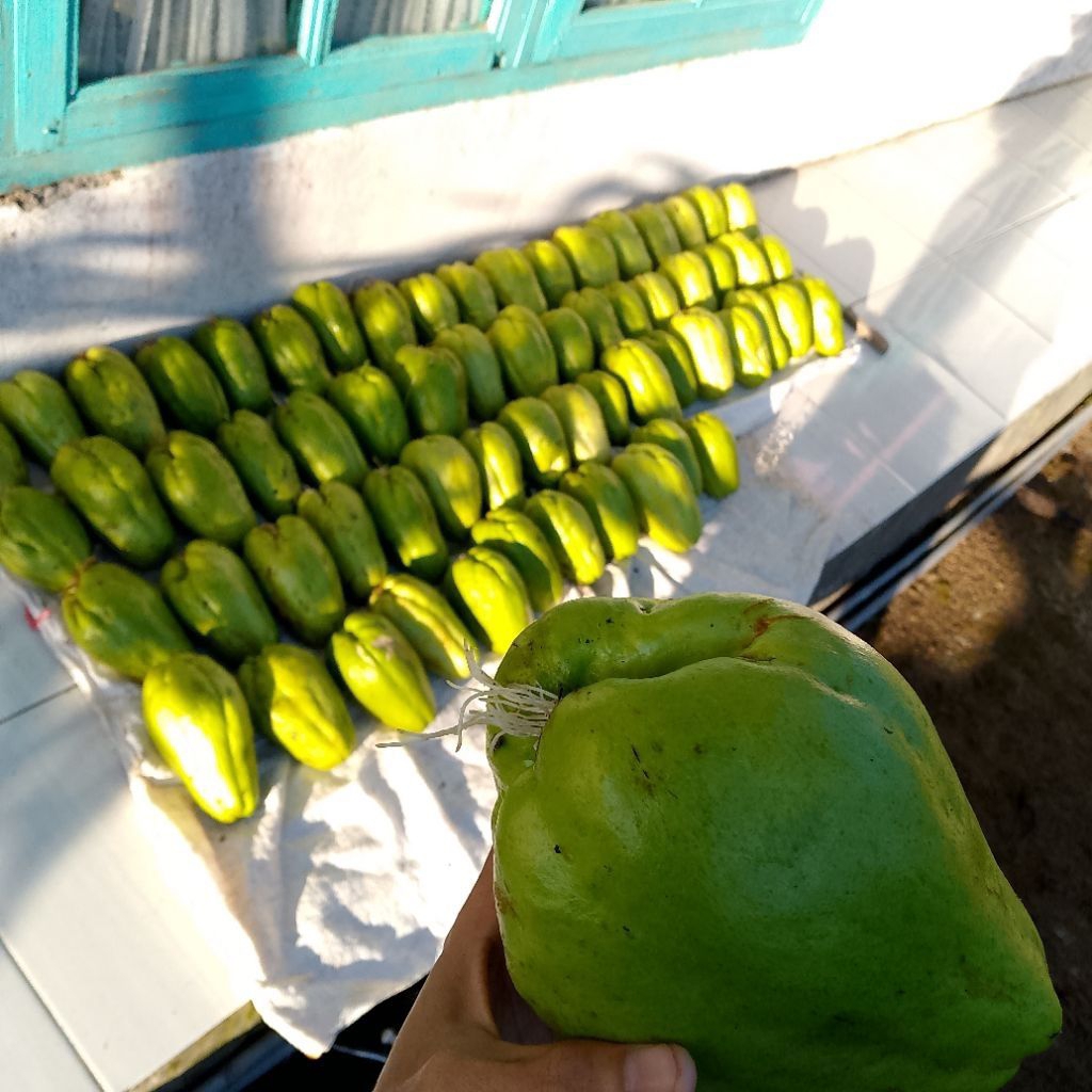 

BENIH LABU SIAM SAYUR PER 1 BUAH