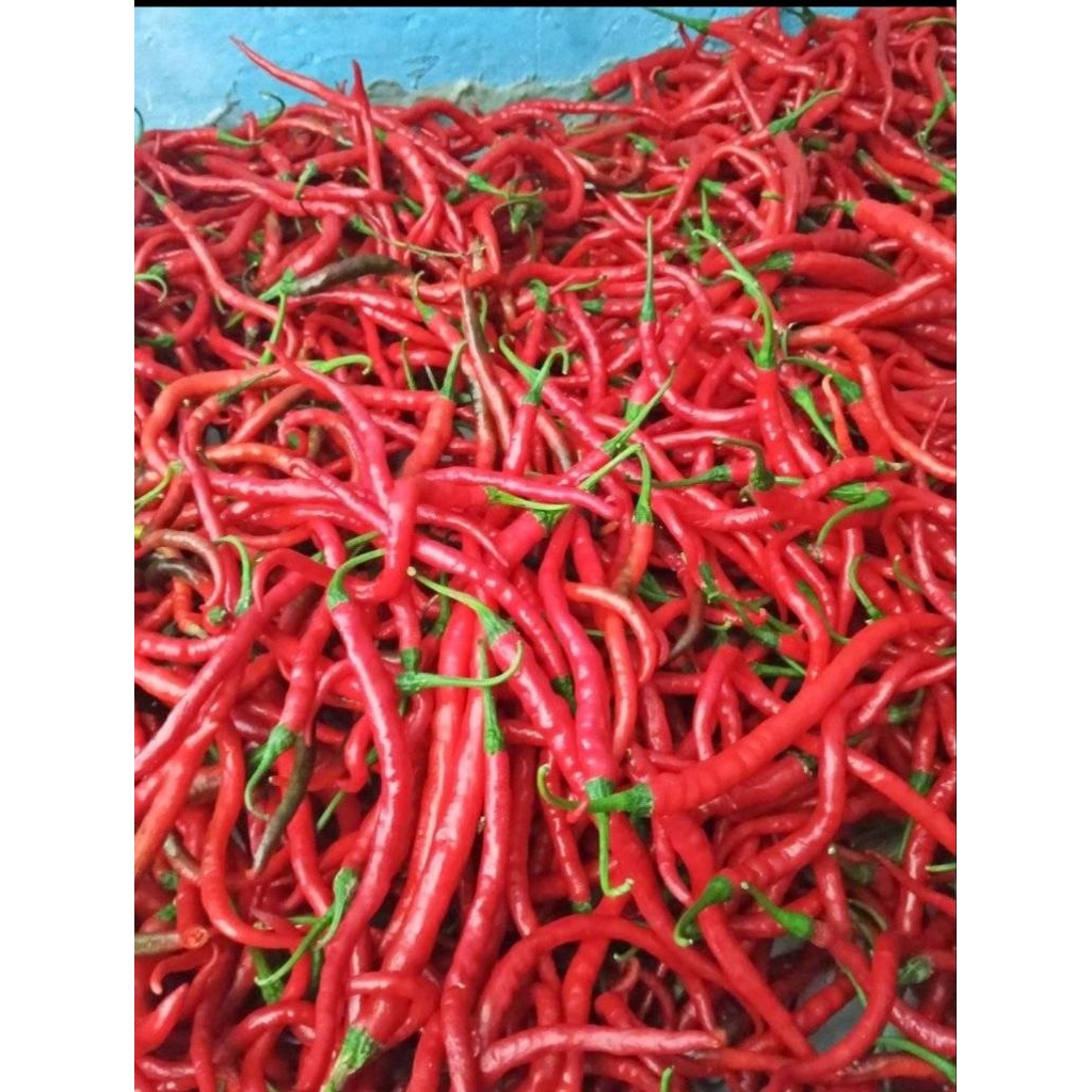 

CABE KERITING FRESH BERAT 1KG (1000GR) DI JAMIN MASIH SEGER