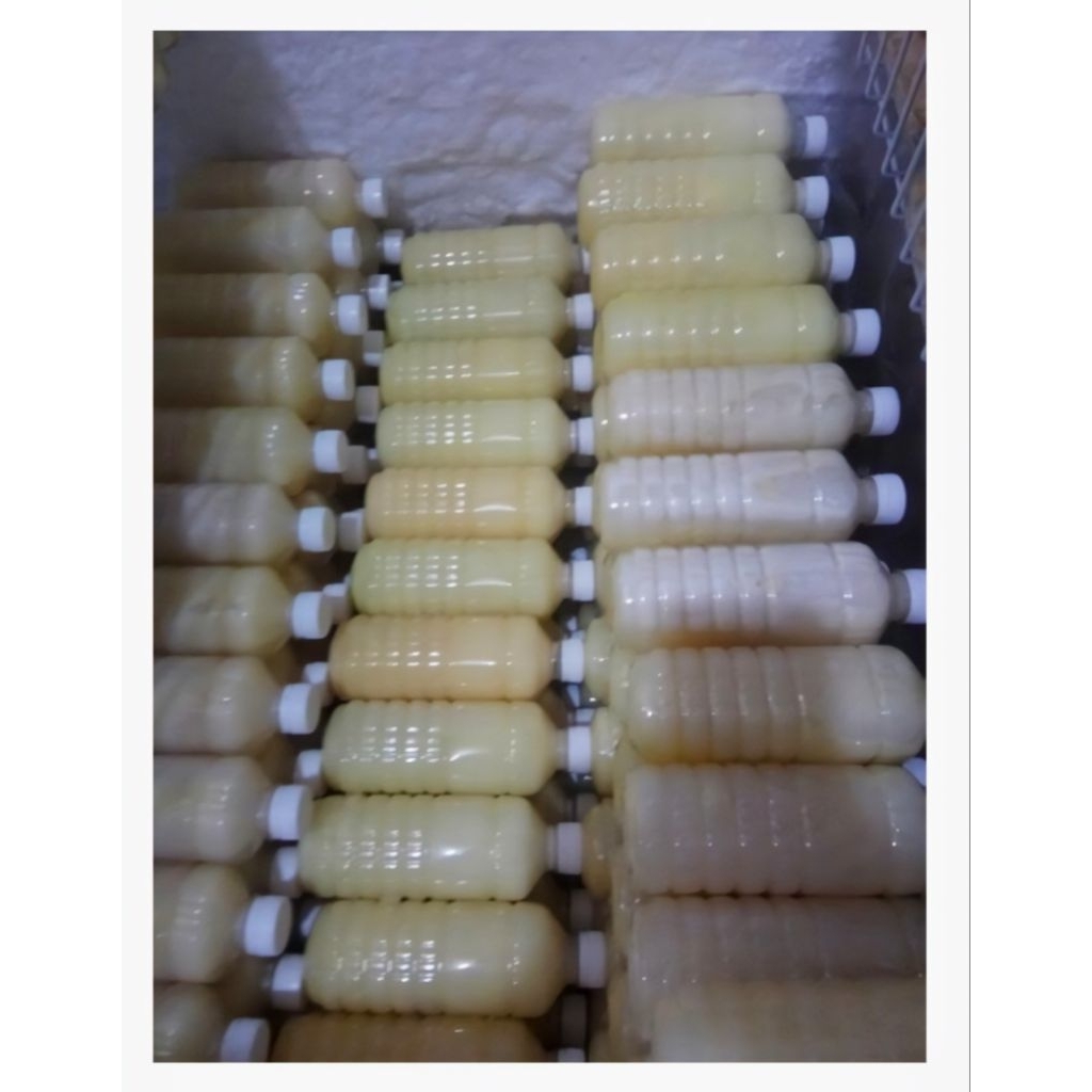 

FROZEN SUSU KAMBING ETAWA CAIR 500GR(Khusus Instan)