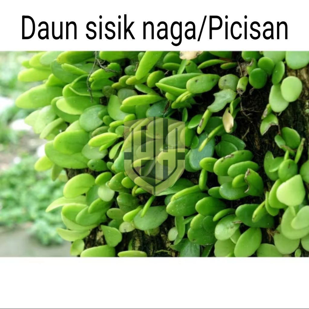 

Daun sisik naga atau picisan segar petik langsung 500 gram