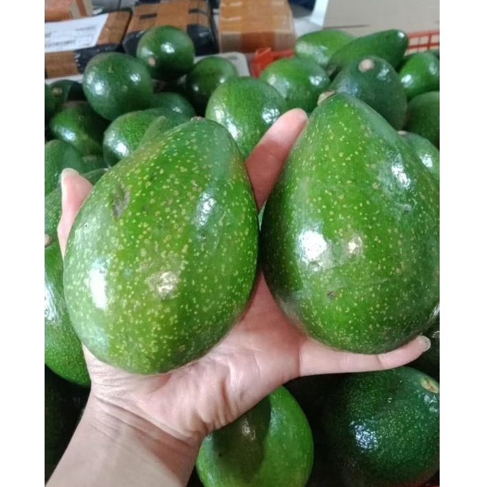 

ALPUKAT MENTEGA JUMBO 1 KG ISI 2 DAN 3 [COD BERGARANSI]
