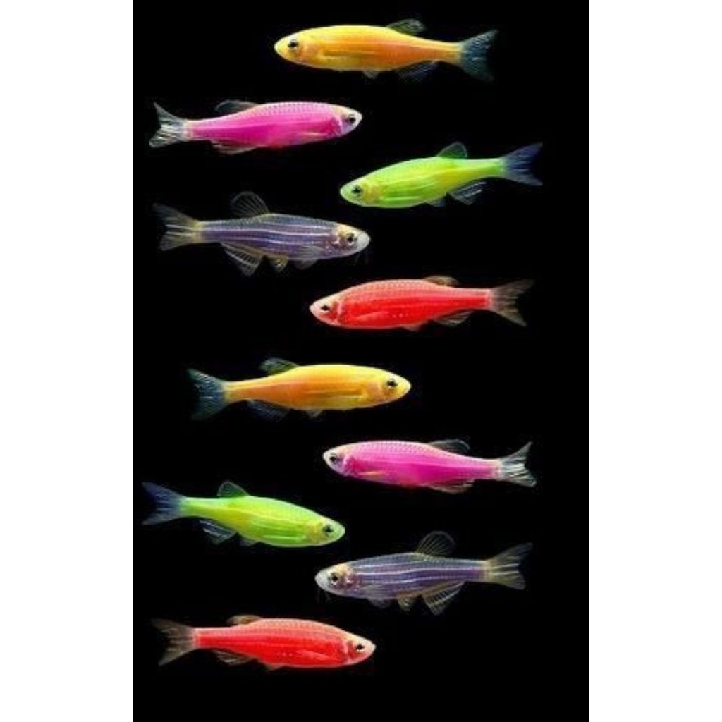 

stiker bentuk danio slayer isi 3 pcs