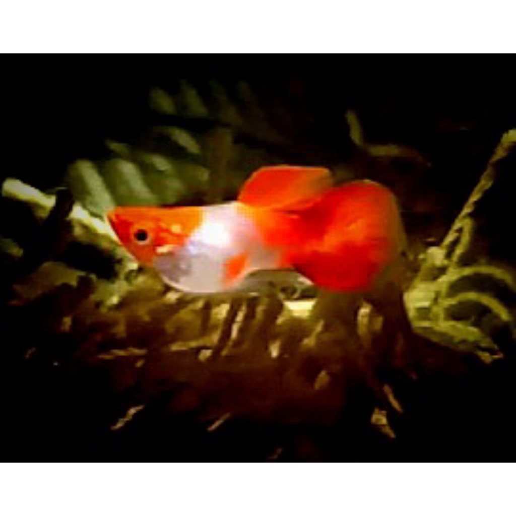 Sticker Guppy blonde koi platinum shortbody