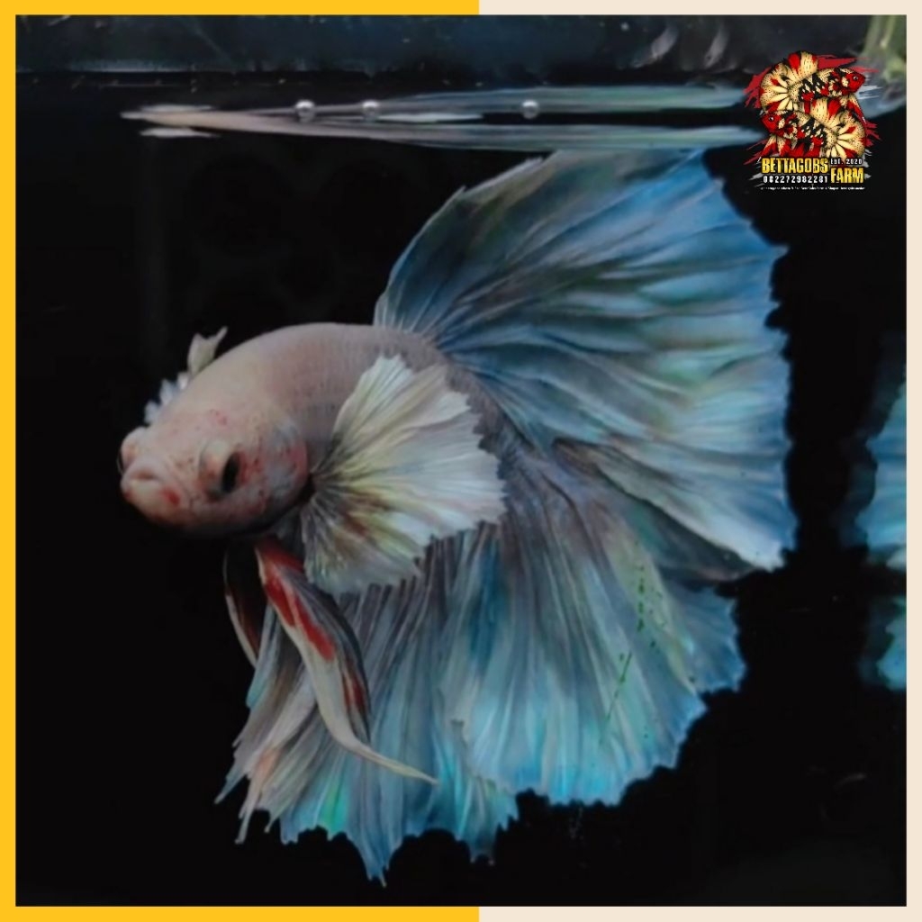 Dumbo Ear HM Rosetail