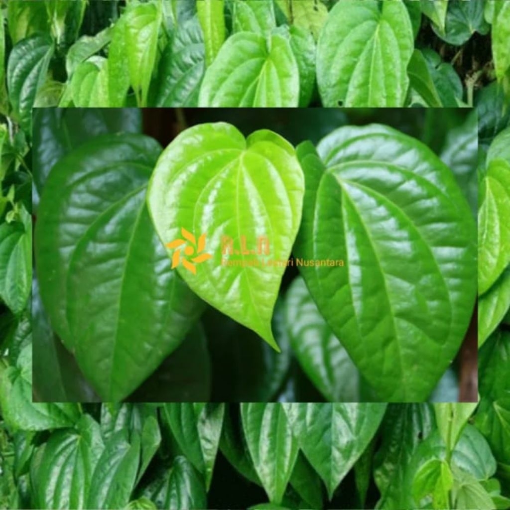 

Daun sirih segar | daun sirih hijau segar