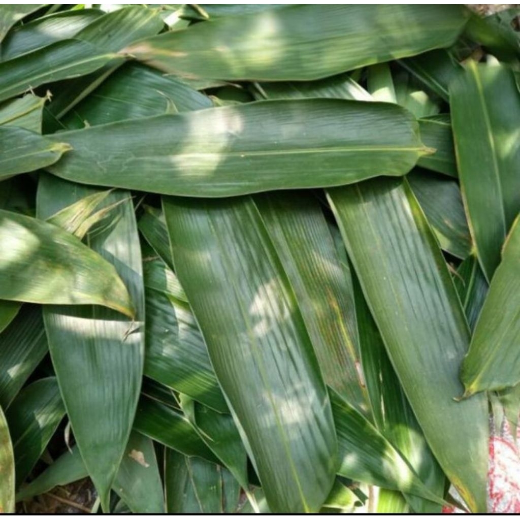 

Daun Bambu/Daun Bacang/Daun Bakcang/Daun Kicang Segar 100 Lwmbar