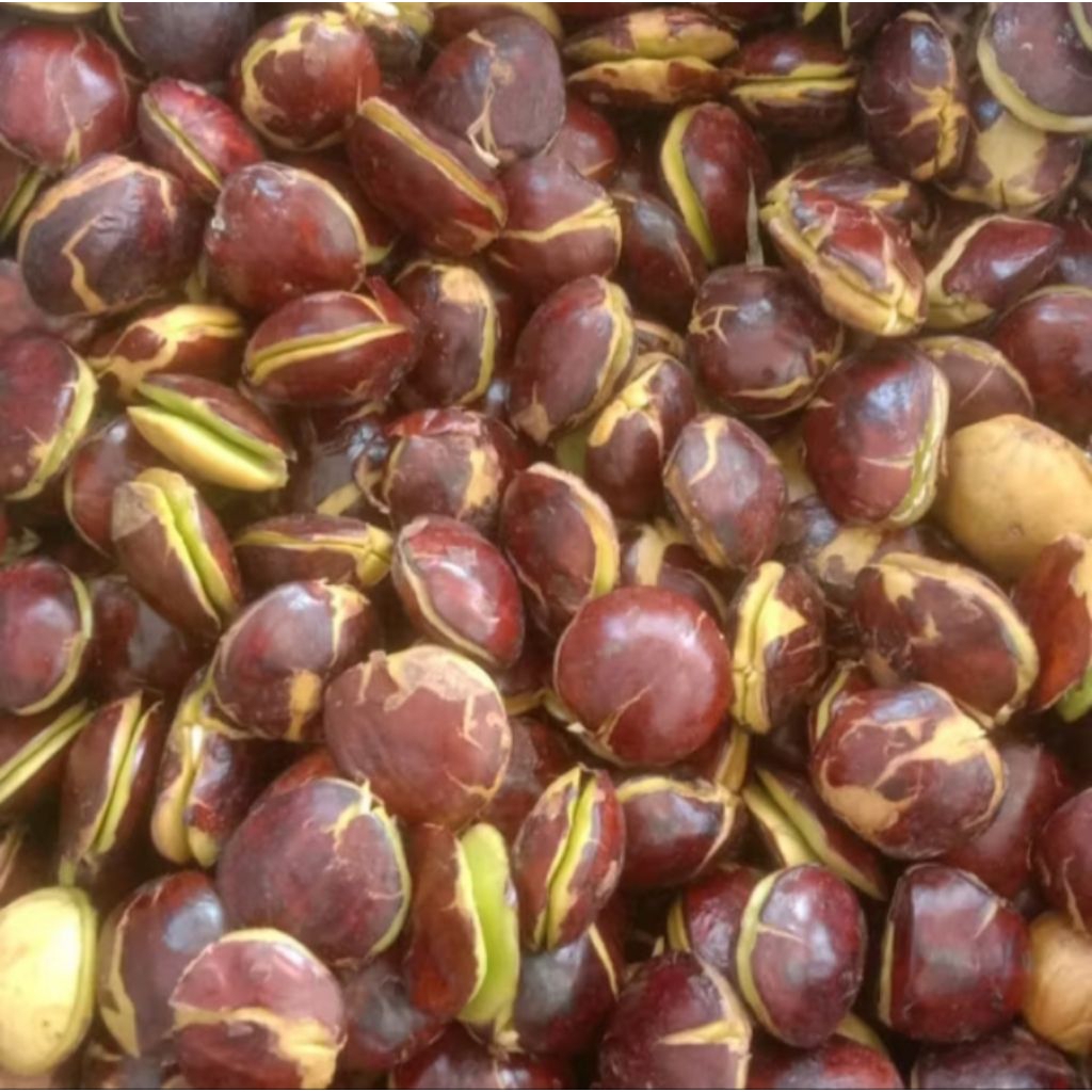 

jengkol tua/sepi 1 kg