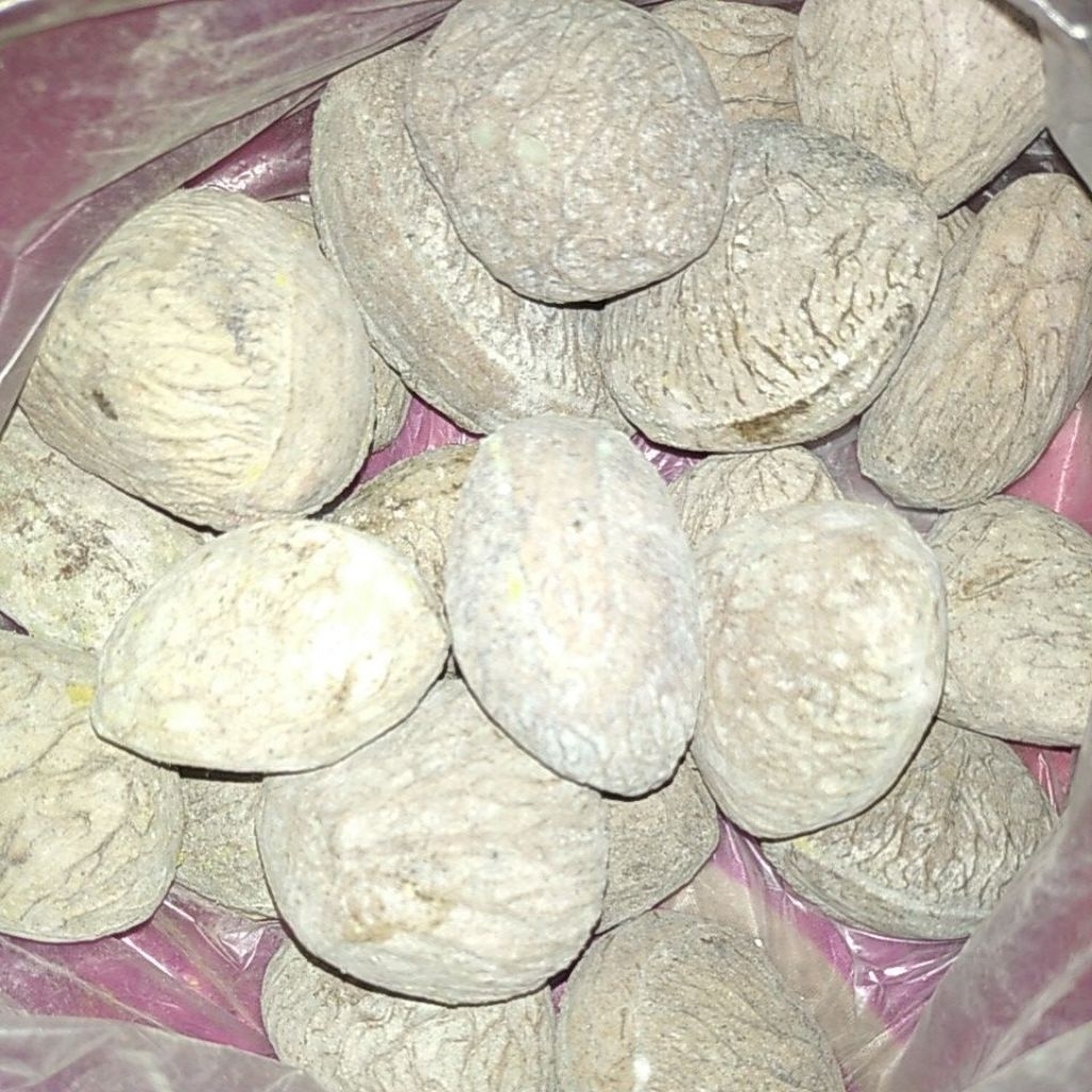 

Biji Kluwek Keluwek matang