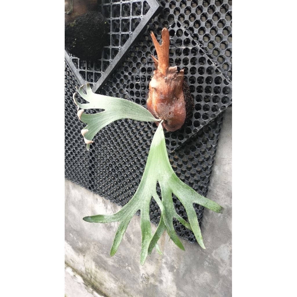 platycerium willinckii roll