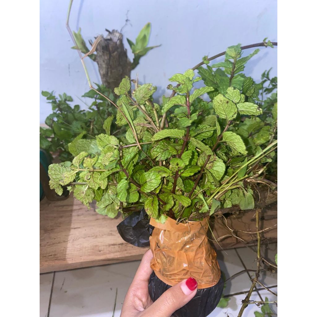 BIBIT DAUN MINT HERBAL SEGAR