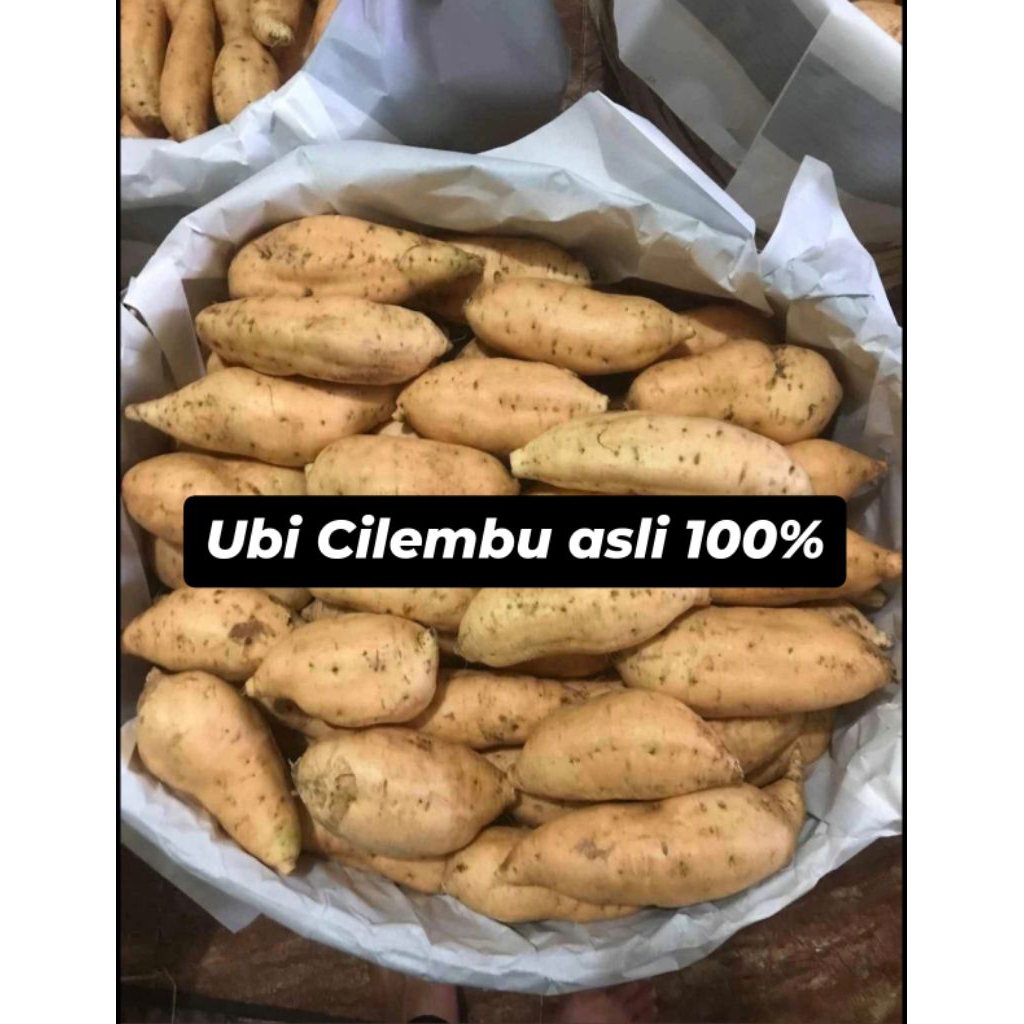 

Ubi Cilembu Jabar