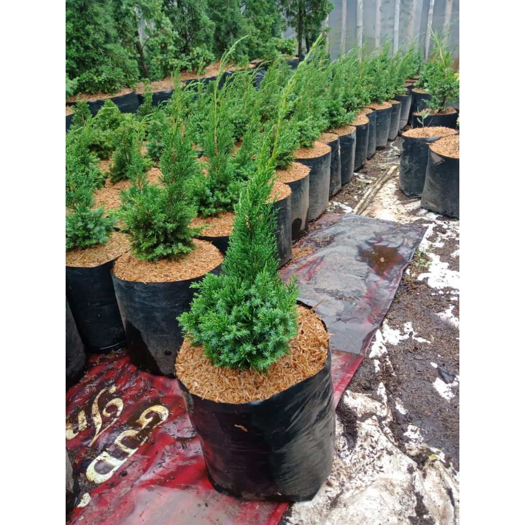 tanaman cemara pua /bahan bonsai cemara