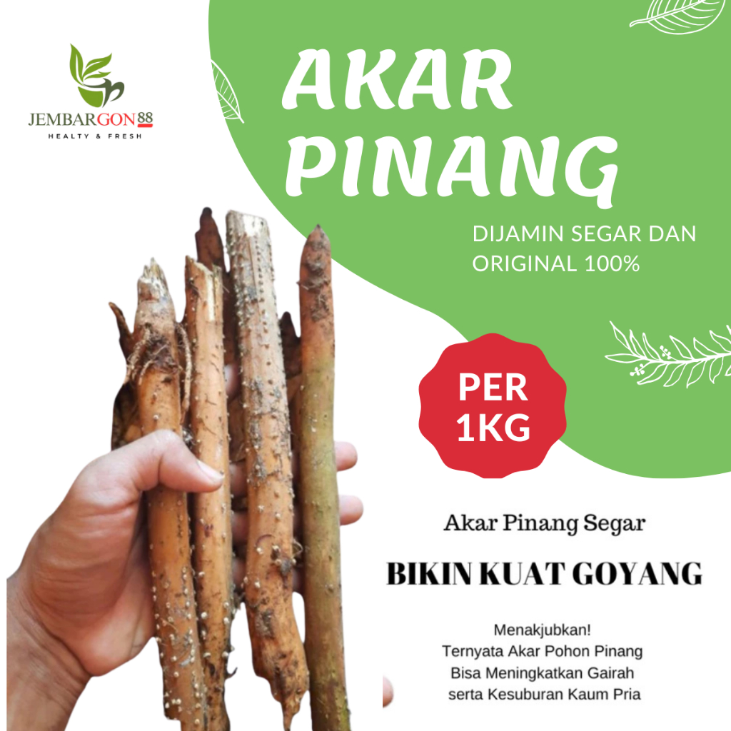 

Akar Pinang Segar 1kg Peningkat Gairah & Kesuburan Pria Dewasa / Akar Pinang
