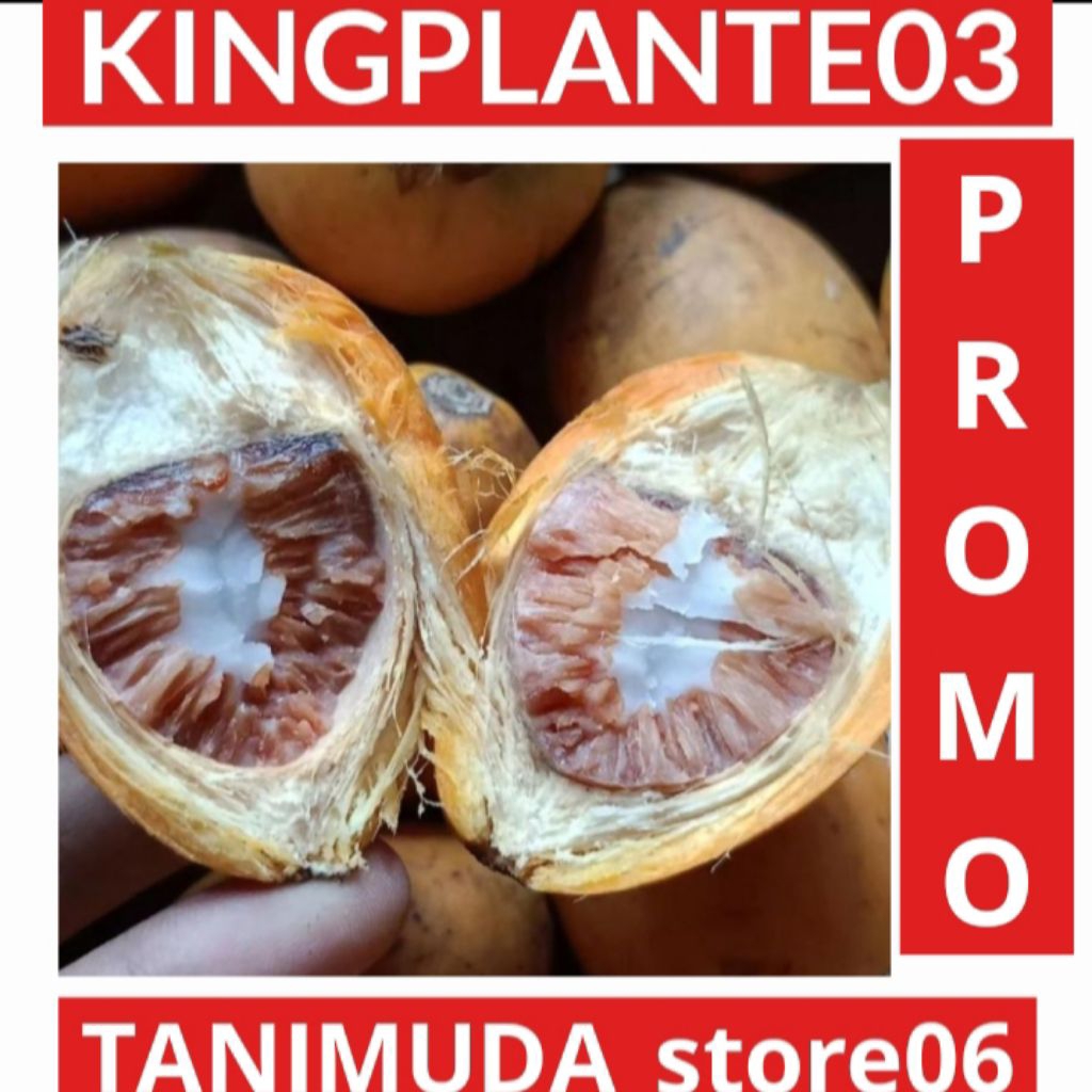 

BUAH PINANG TUA 1KG BUAH PINANG SUPER MURAH