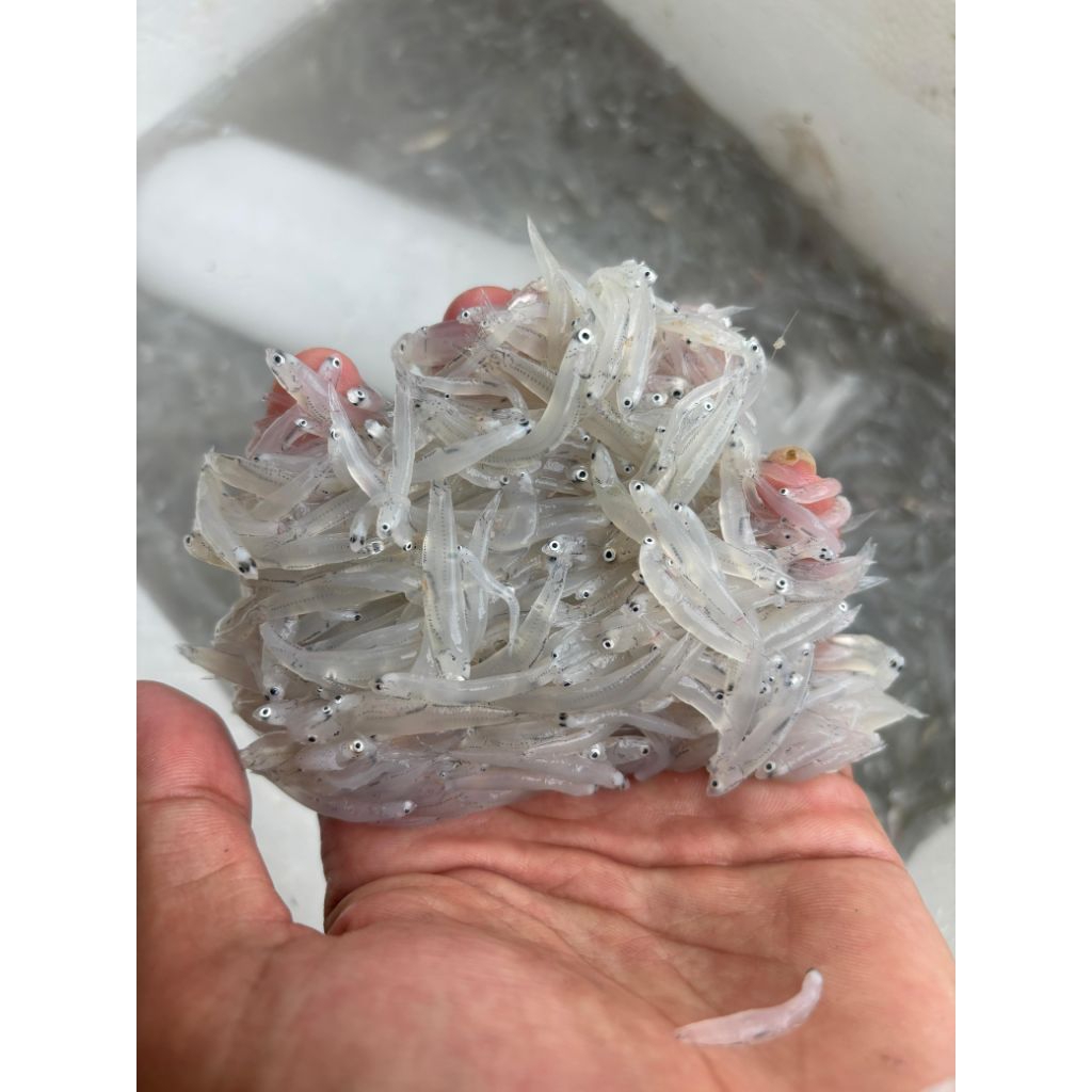 

teri nasi basah 500 gr