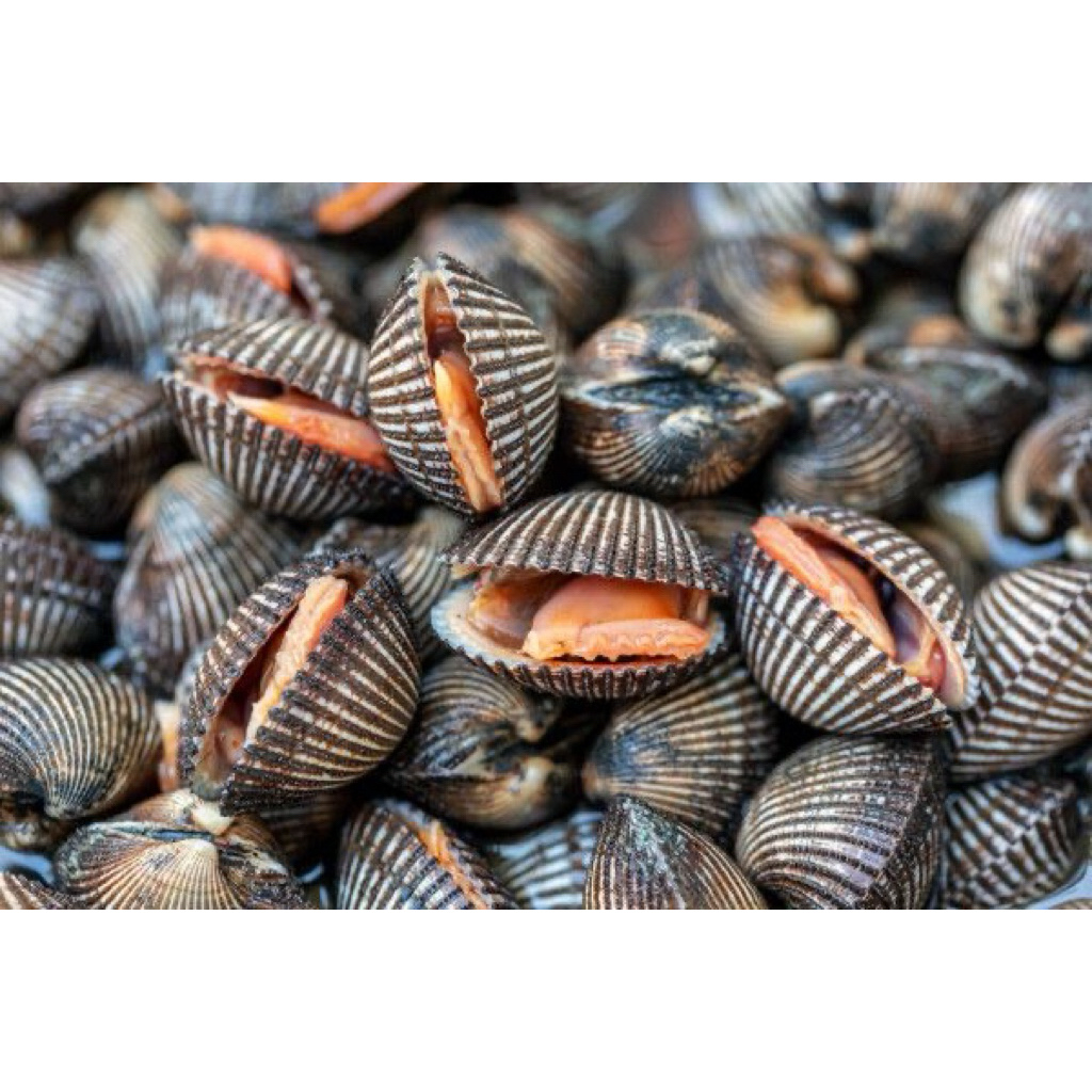 

Kerang dara HIDUP FRESH 1KG