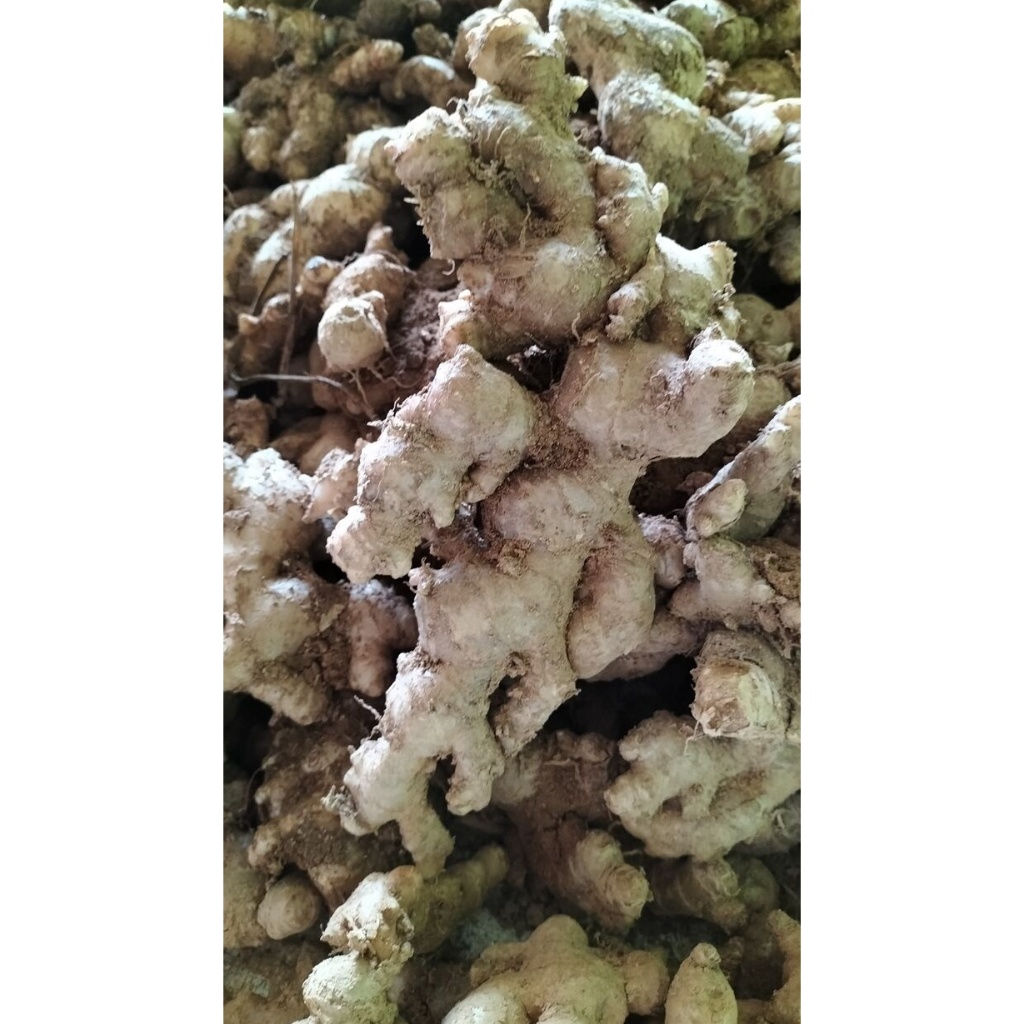 

PAKET JAHE EMPRIT 3 KG / 5 KG / 10 KG JAHE JAWA SEGAR SUPER PEDAS BERSIH