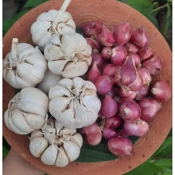 

(1KG) 500Gram Bawang Merah dan 500Gram Bawang Putih