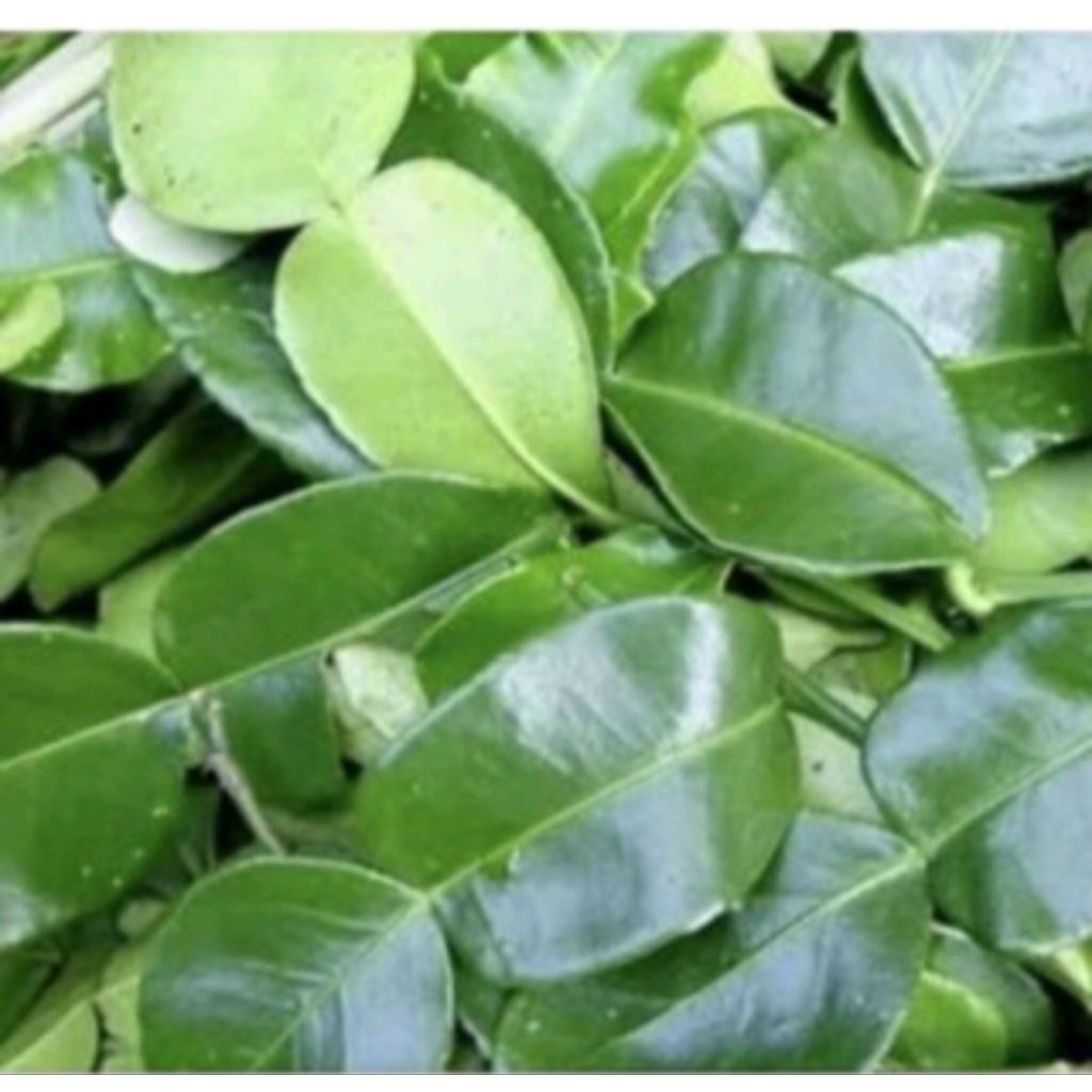 

DAUN JERUK PURUT/ DAUN JERUK BUMBU DAPUR SEGAR 1KG