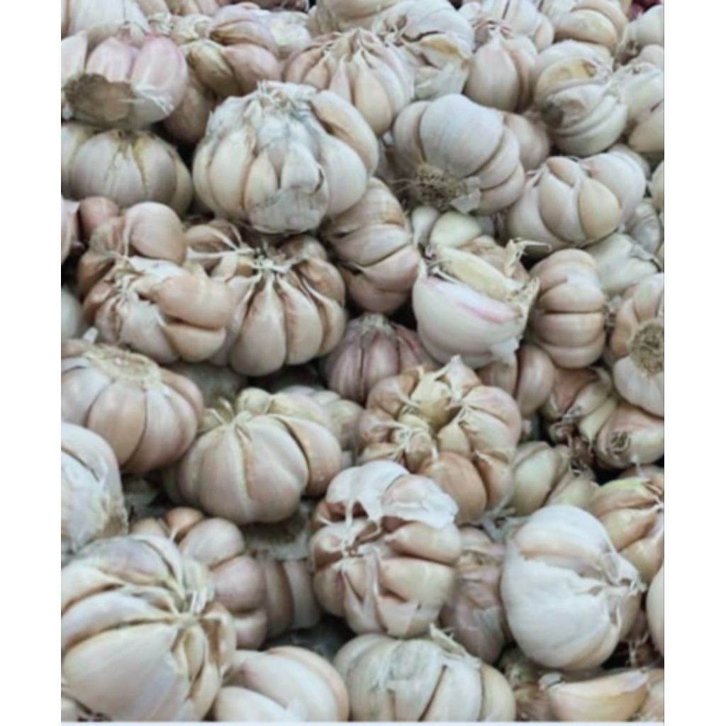 

bawang putih fresh baru stock