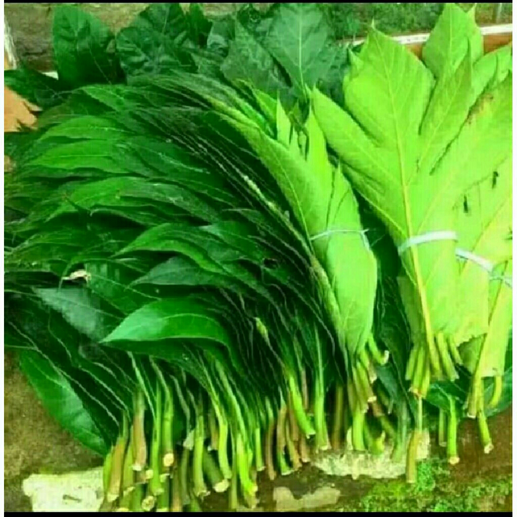 

daun sukun buat herbal alami siap pakai termurah per 5 lembar