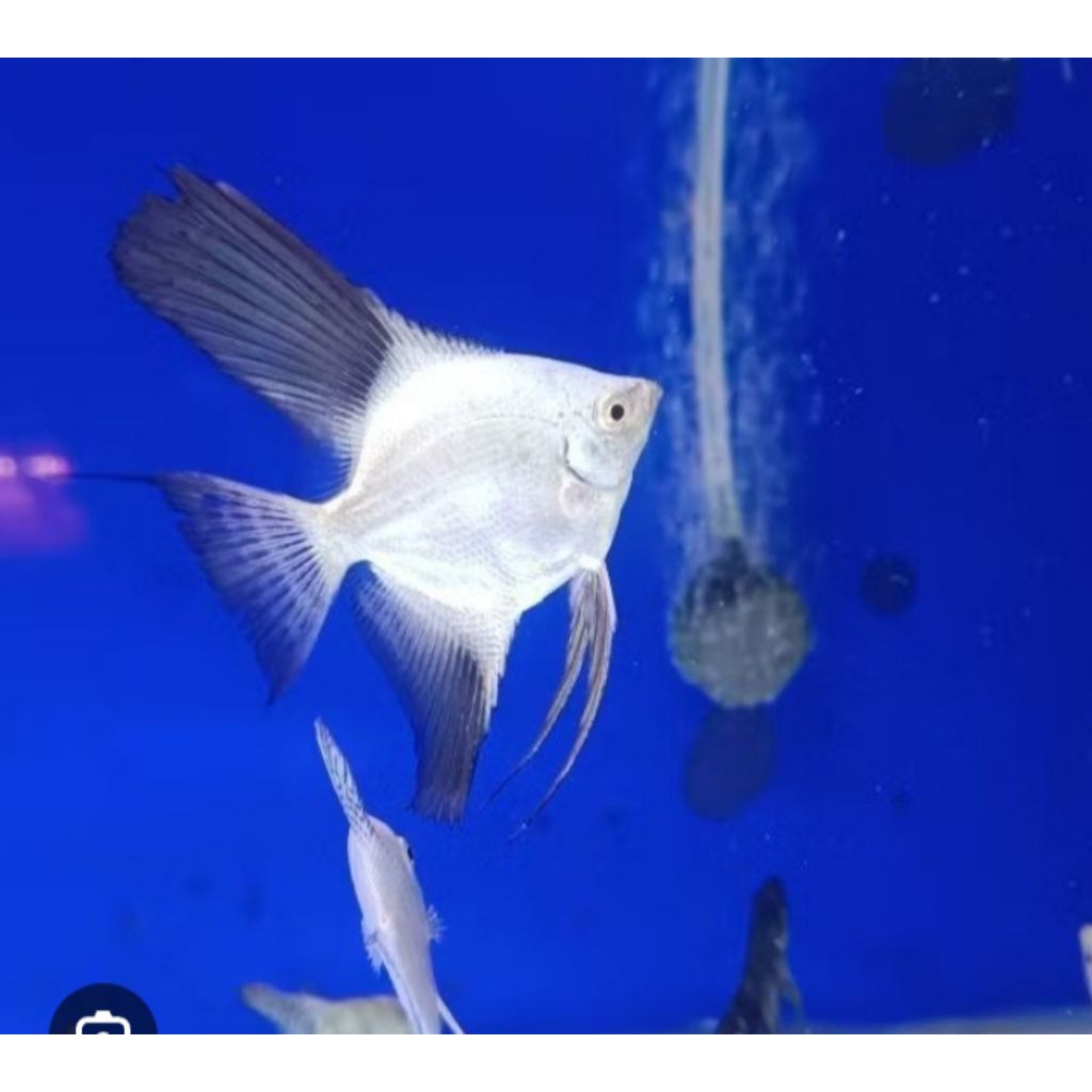 MANFISH BSP BULGARIAN SEAL POINT