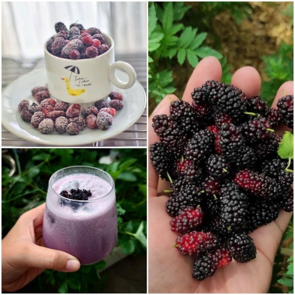 

buah frozen mulberry / murbei frosen beku beri