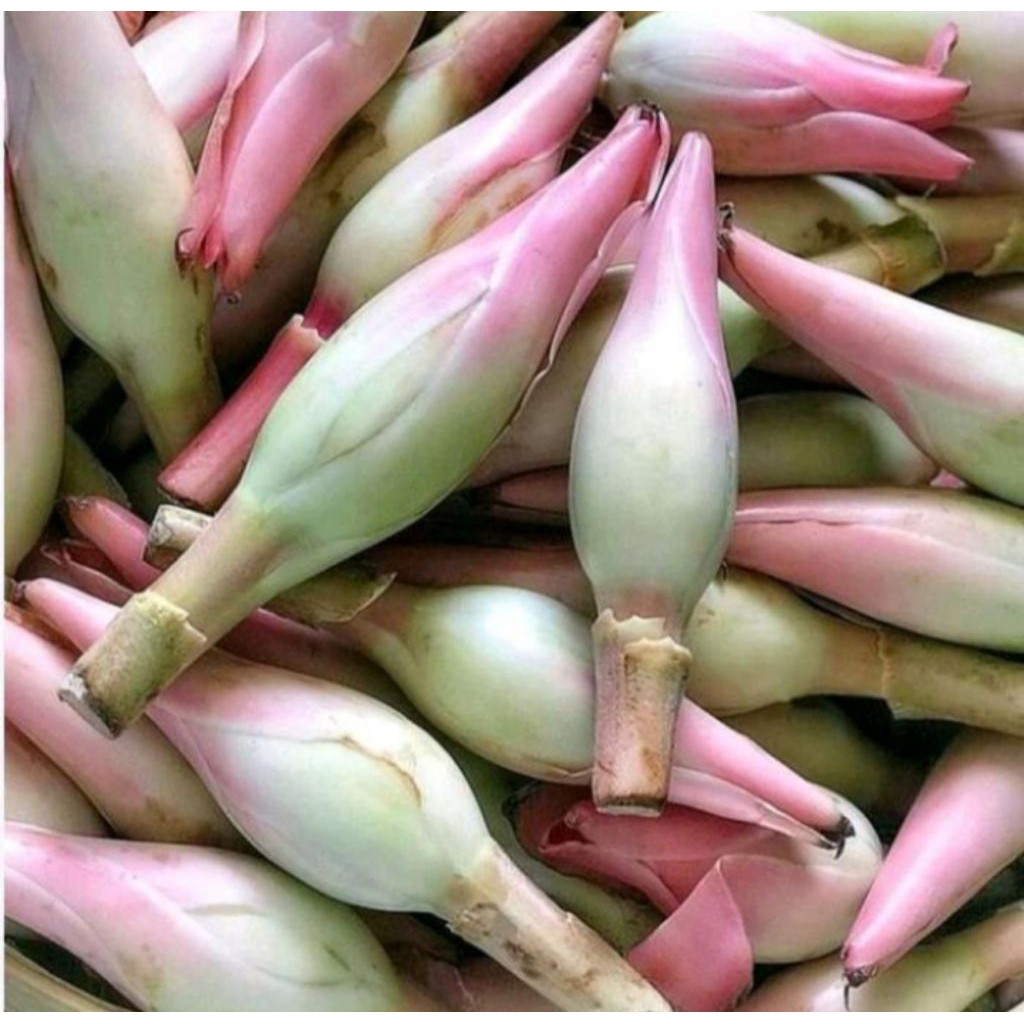 

Bunga Kecomrang Kuncup Kecomrang Sayur Segar