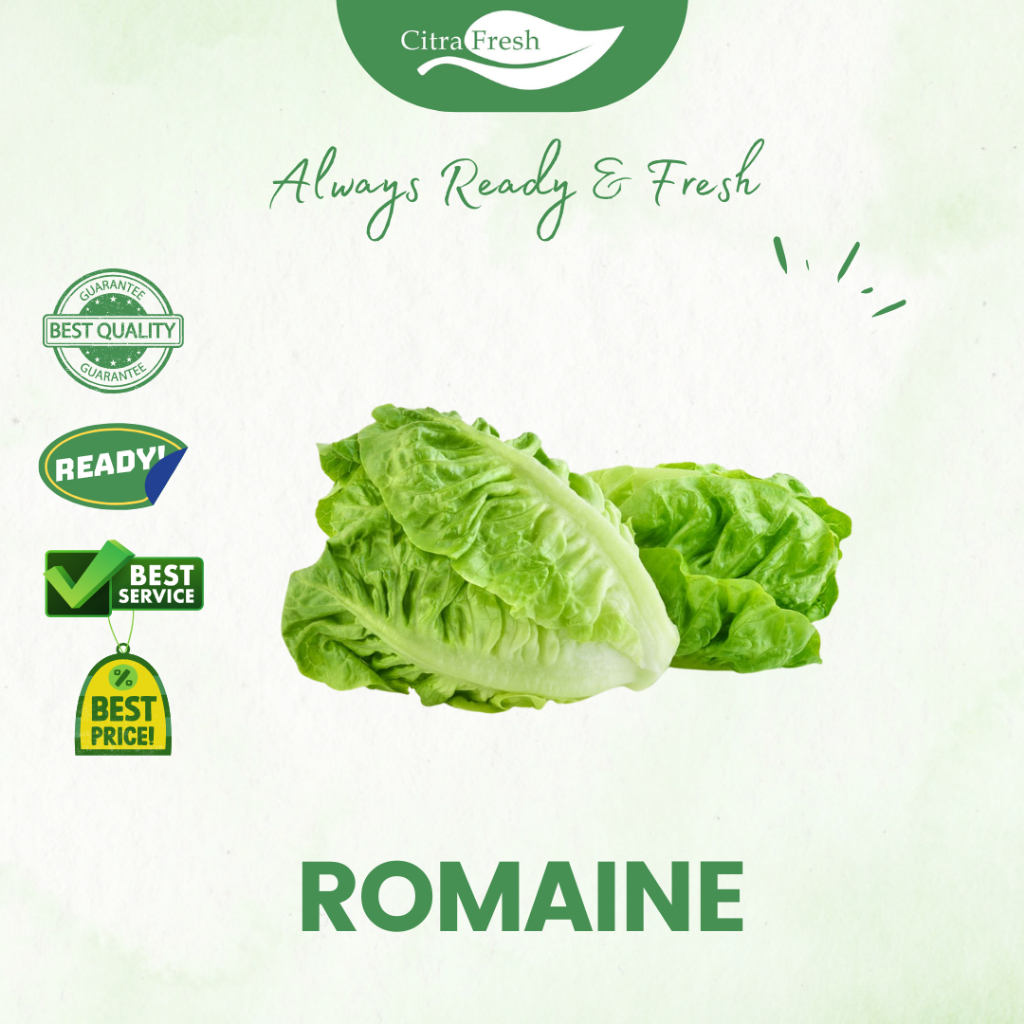 

CITRA FRESH Romaine / Selada Cos 500 Gram - Selalu Ready dan Fresh