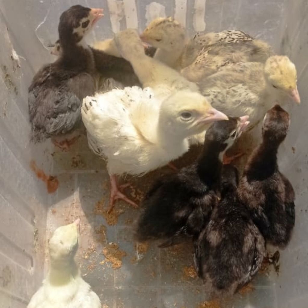 [READY] SEPASANG ANAKAN AYAM KALKUN  USIA 1 BULAN LEBIH [BANDUNG]