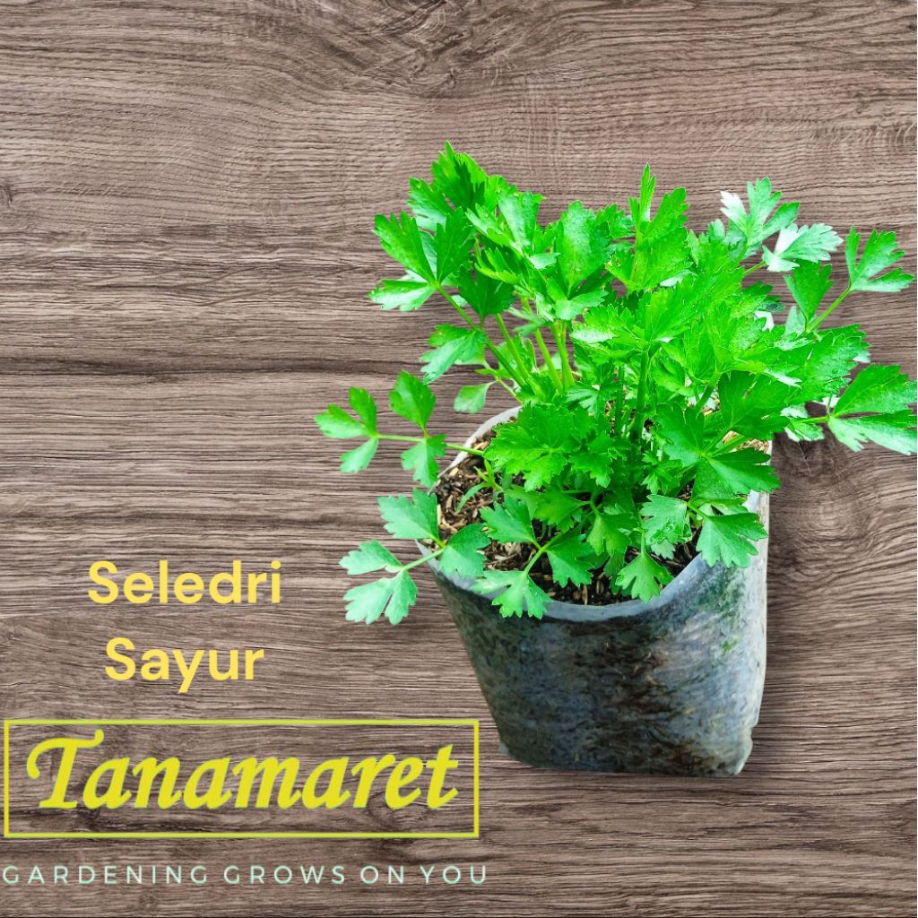seledri tanaman sayur seledri