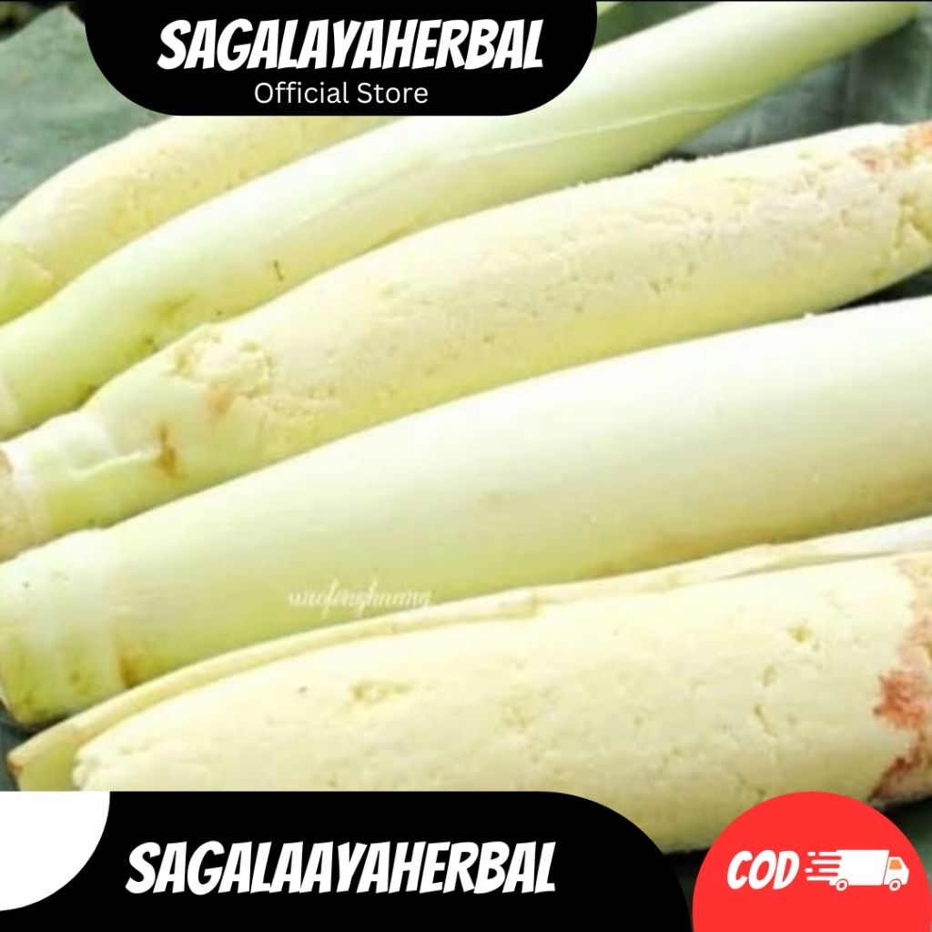 

TERUBUS/TERUBUK TELOR SAYUR SEGAR FRESH