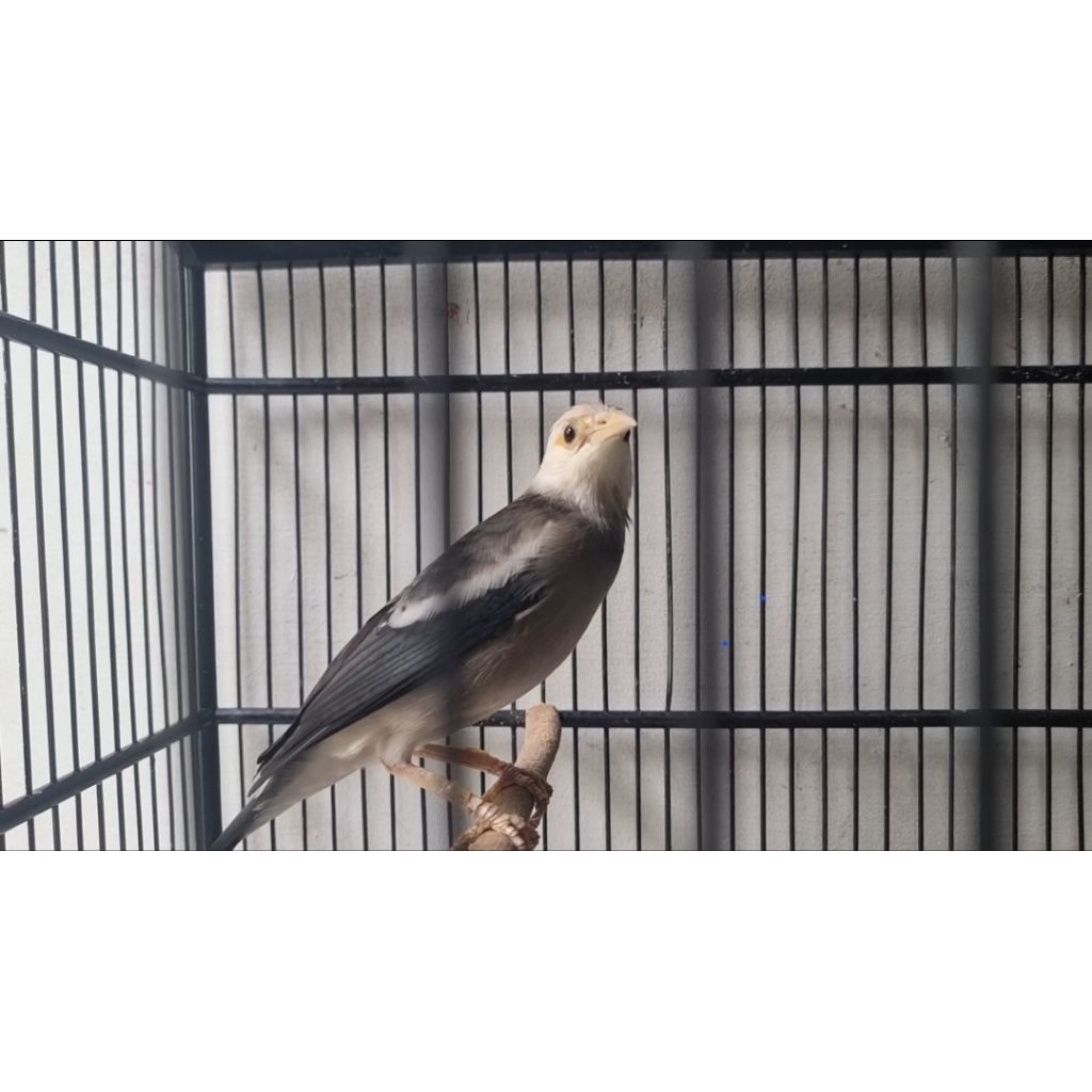 Hiasan teras jalak hybrid suren x putih