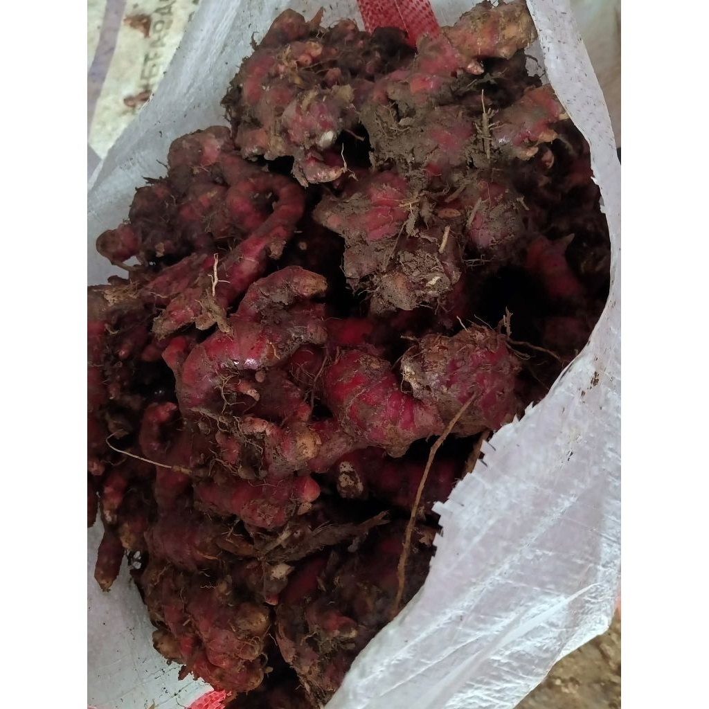 

jahe merah medan 50kg grosir