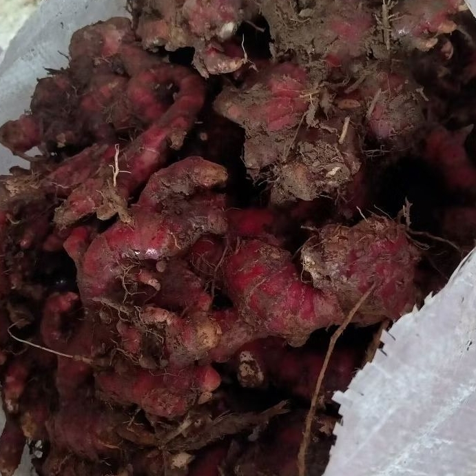 

Jahe merah medan fresh 100kg grosir